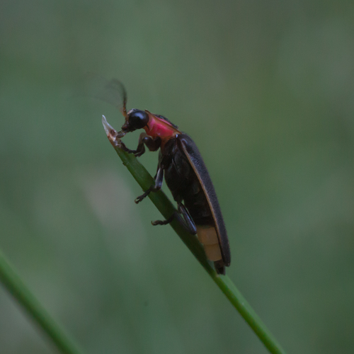 Spring step firefly deals